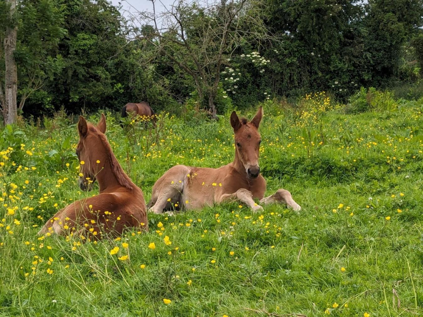 Le Haras D Havetot Anctoville Exterior foto